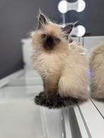 Ragdoll kitten, Ophalen