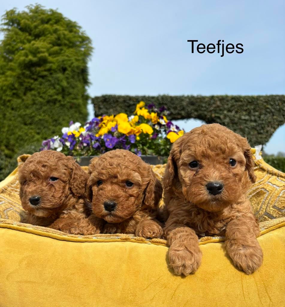 Labradoodle mini pups, Nederland, Overige rassen, 8 tot 15 weken, Meerdere