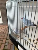 Diamand duifje  man, Mannelijk