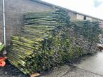 Grote stapels houten palen uit boomgaard, Ophalen, Gebruikt, 180 tot 250 cm, Palen