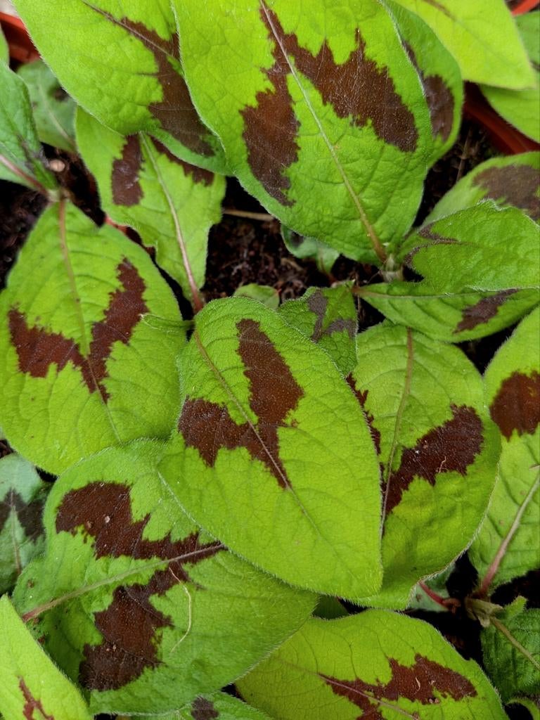 Persicaria 'Lance Corporal' • sterke plant P9, Ophalen of Verzenden, Overige soorten, Halfschaduw