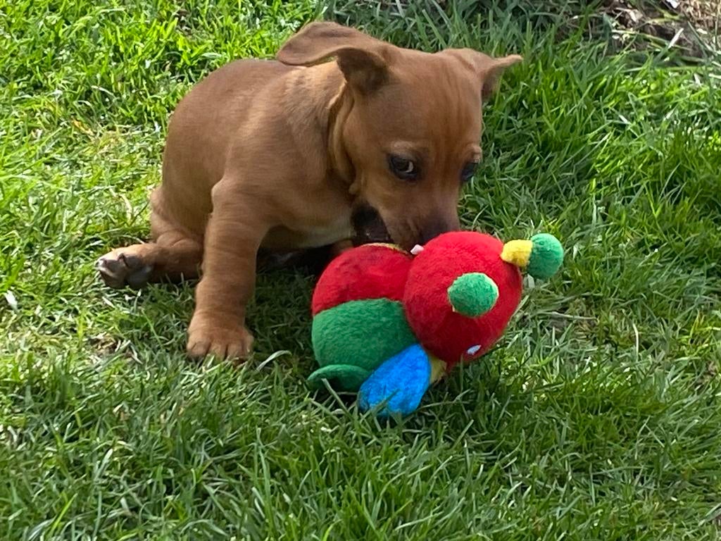 Jack  russel reu pup te koop vann10 weken, Dieren en Toebehoren, Honden | Jack Russells en Terriërs, Parvo, Jack Russell Terriër