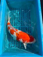 Kohaku - 65 cm - met certificaat, Karper of Koi
