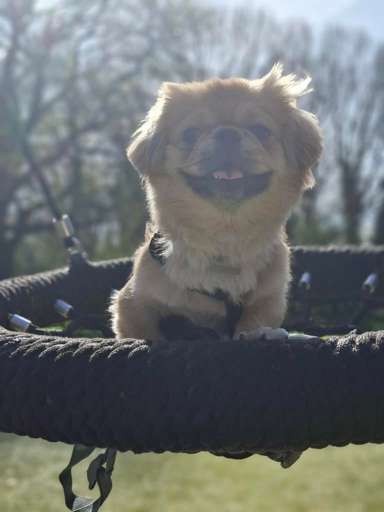 LET op niet te koop ! Gezocht., Dieren en Toebehoren, Honden | Jack Russells en Terriërs, 15 weken tot 1 jaar, Eén hond, Nederland