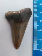 Te koop 4,5 centimeter grote fossiele haaientand, Ophalen of Verzenden, Fossiel