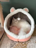 2 Perzische katten, Dieren en Toebehoren, Meerdere dieren, Met stamboom, 0 tot 2 jaar