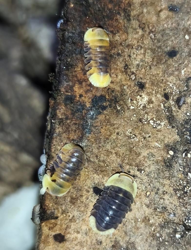 Cubaris Rubber Ducky, Overige soorten