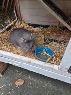 Konijnen met of zonder hok, Dieren en Toebehoren, Konijnen, Meerdere dieren, Dwerg