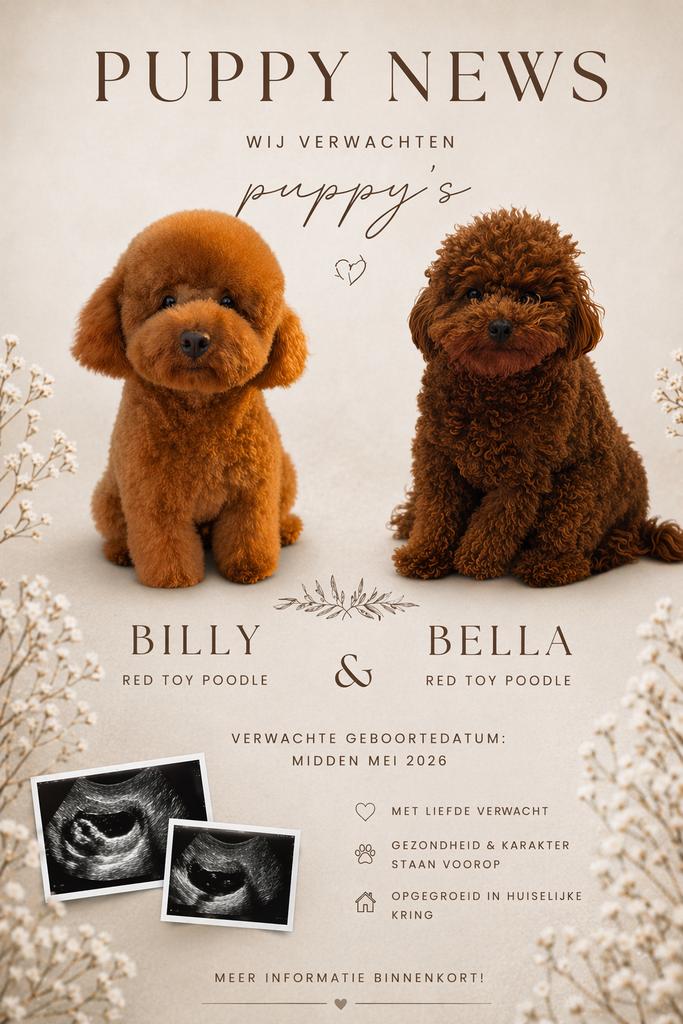 Nestje nestaankondiging toypoedel puppys/pups verwacht, Dieren en Toebehoren, Poedel, 8 tot 15 weken, Parvo, Meerdere