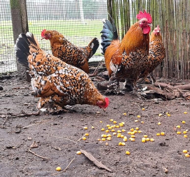 Broedeieren: 20 = €15,- Sabelpoot Porcelein, Geslacht onbekend, Kip