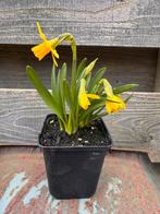 Narcis Tete a tete, Tuin en Terras, Ophalen, Overige soorten, Volle zon