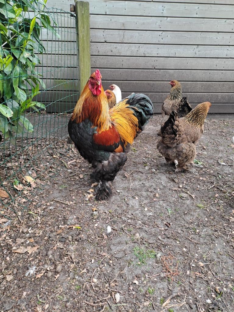 Brahma meerzomig patrijs broedeieren, Geslacht onbekend, Kip