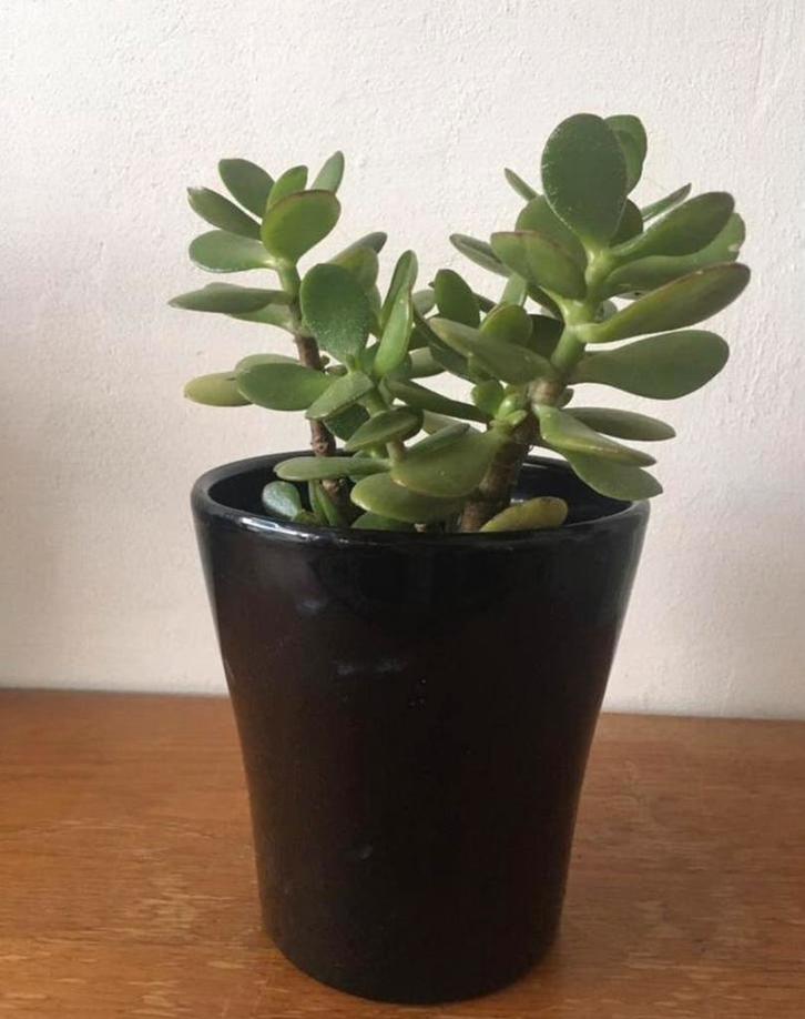 Zwarte glanzende keramische bloempotten vintage/BIO planten, Tuin en Terras, Bloempotten, Zo goed als nieuw, Terracotta, Binnen