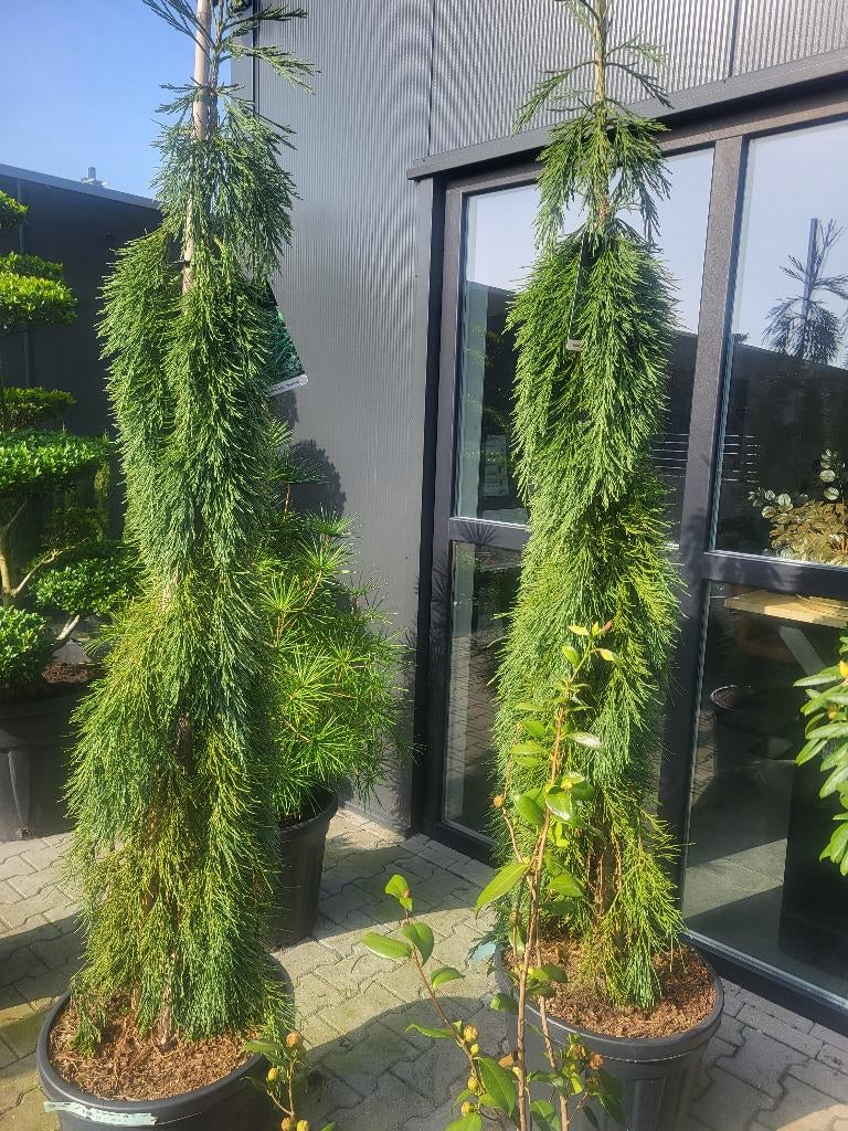 Seguoiadendron gig.Pendulum, Tuin en Terras, Planten | Bomen, Bloeit niet, Treurboom, Ophalen, Volle zon
