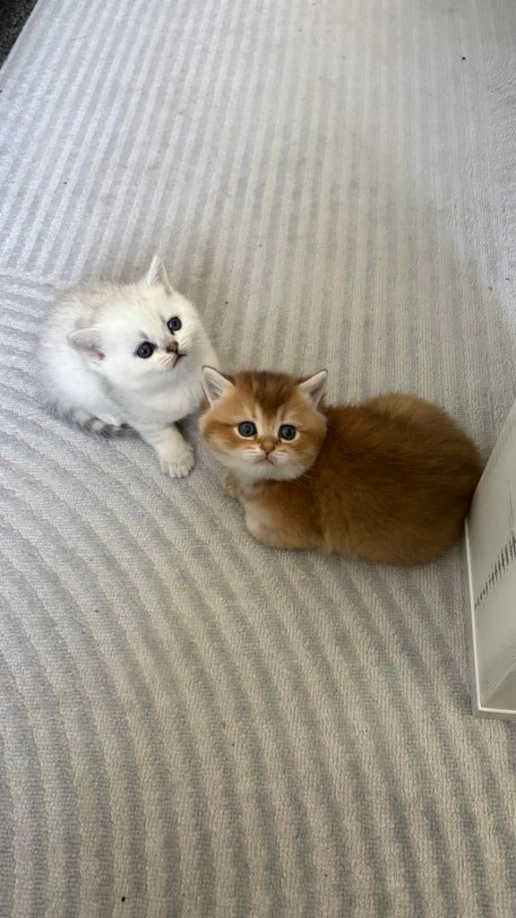 Raszuivere Britse korthaar kittens, Dieren en Toebehoren, Meerdere dieren, Ontwormd