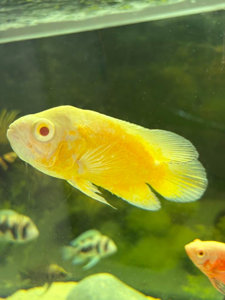 Super Lemon Oscar - pauwoog cichlide, Dieren en Toebehoren, Vissen | Aquariumvissen, Vis, Zoetwatervis, Schoolvis