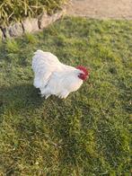 Gratis Cochin Haan, Dieren en Toebehoren, Pluimvee, Mannelijk, Kip