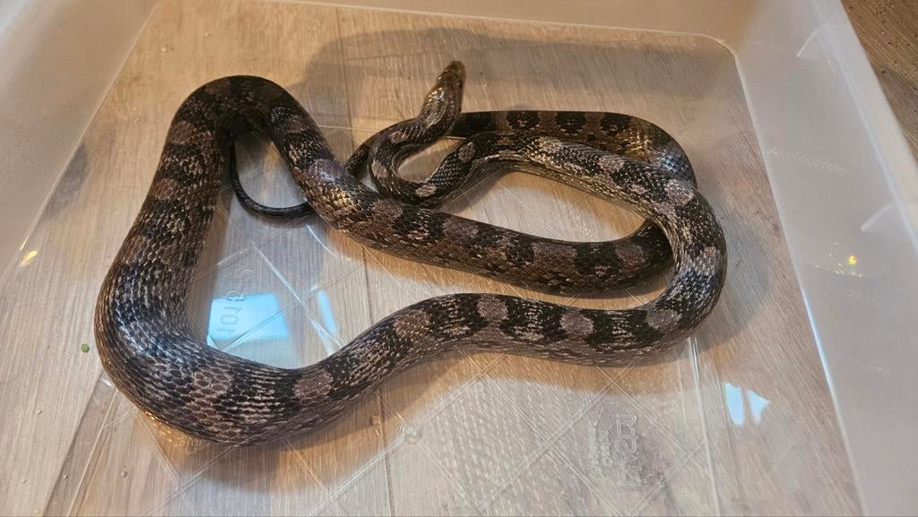 0.1 charcoal pantherophis guttatus bewezen vrouw Rat Snake - female for sale from Chris