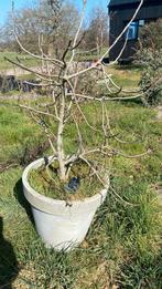 Vijgenboom, Bloeit niet, Overige soorten, 100 tot 250 cm, Ophalen