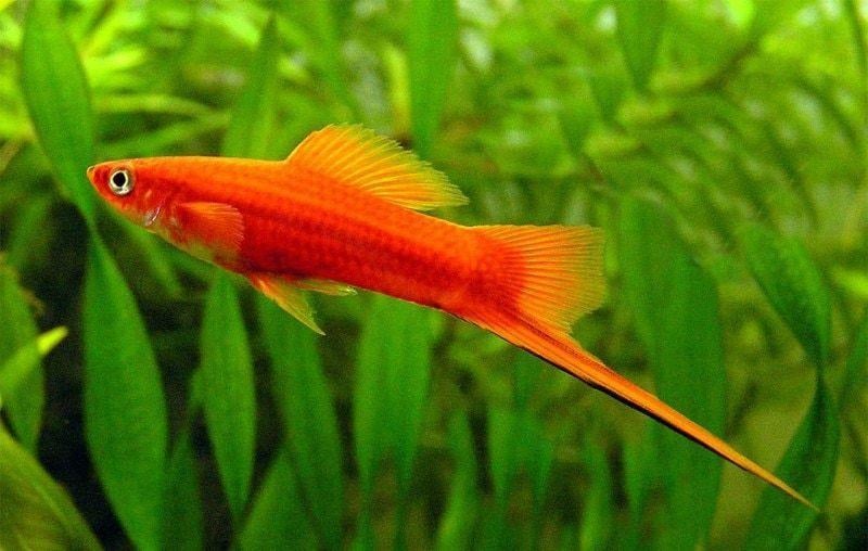 Gratis vissen en evt aquarium 125L, Dieren en Toebehoren, Vissen | Aquaria en Toebehoren, Ophalen, Gebruikt, Inclusief vissen