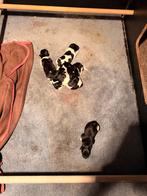 Friese stabij pups, 8 tot 15 weken, Parvo, Meerdere, Meerdere dieren