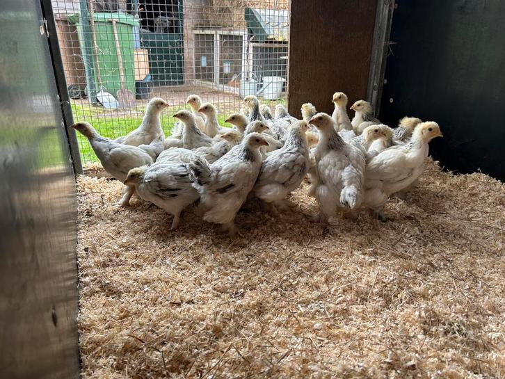 Brahma kuikens, Dieren en Toebehoren, Pluimvee, Kip, Meerdere dieren