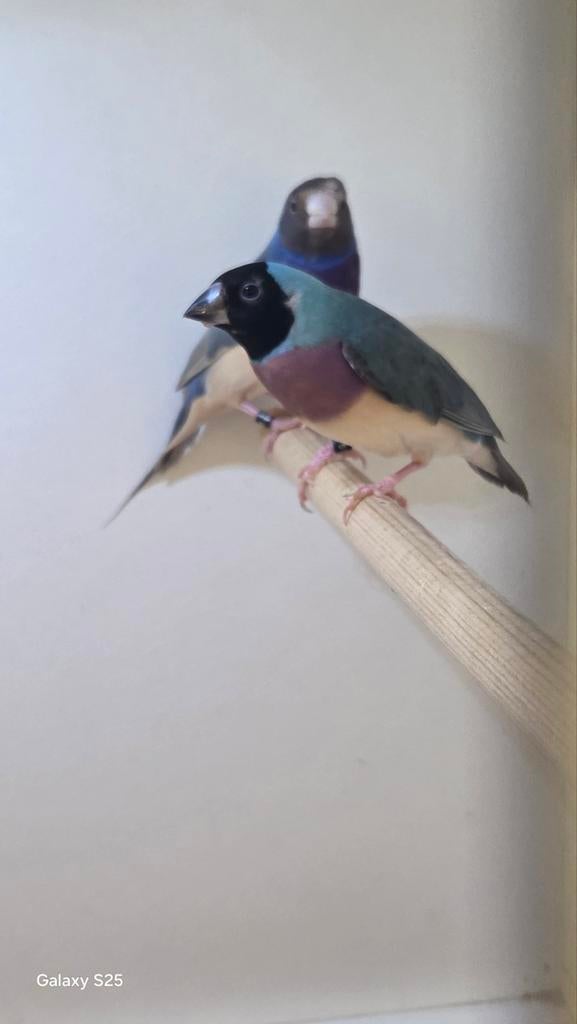 Twee blauw gouldamadines te koop, Dieren en Toebehoren, Meerdere dieren, Tropenvogel, Geringd