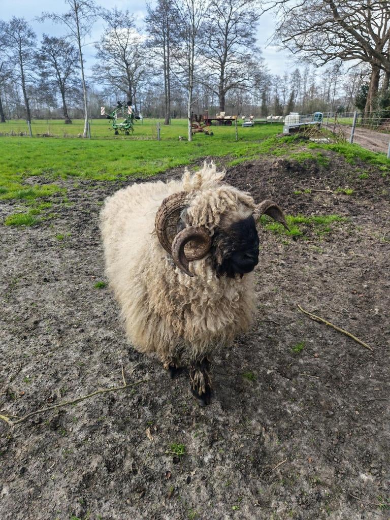 Walliser Schwarznase Ram, Dieren en Toebehoren, Schapen, Geiten en Varkens, Mannelijk, Schaap, 3 tot 5 jaar