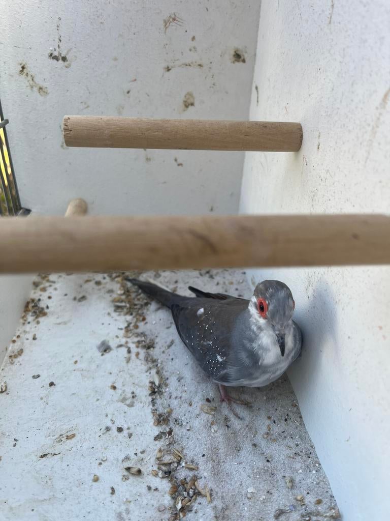 Diamant duifje, Mannelijk