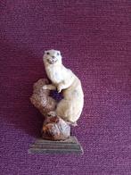 Opgezette Fret, Ophalen of Verzenden, Gebruikt, Wild dier, Opgezet dier