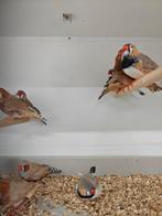 Mutatie grote zebravinken, Dieren en Toebehoren, Vogels | Overige Vogels, Meerdere dieren