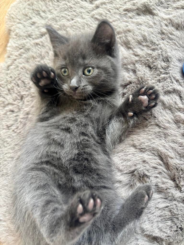 Ragdoll Blue Point-Britse korthaar, Dieren en Toebehoren, Meerdere dieren, Ontwormd, 0 tot 2 jaar