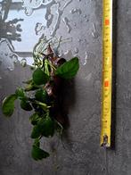 Tropisch aquarium plantje., Ophalen, Nieuw
