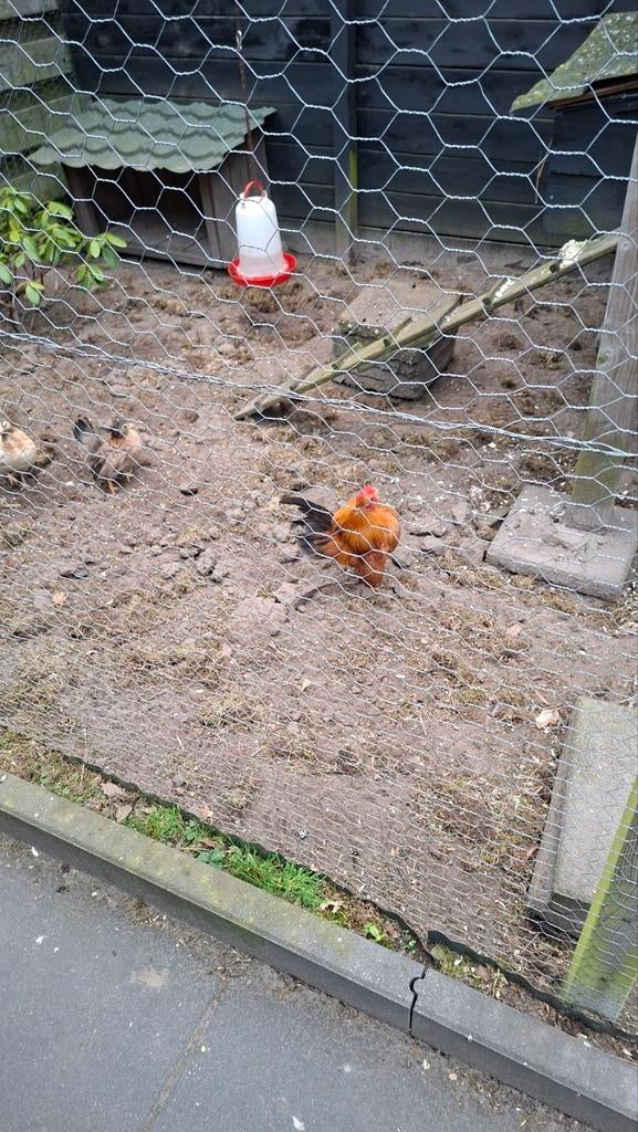 Serama haantje, Ophalen of Verzenden