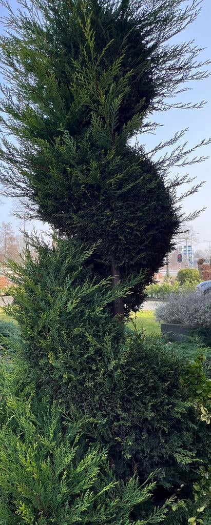 Leylandcipres Conifeer, Tuin en Terras, Planten | Bomen, Bloeit niet, Halfschaduw, 100 tot 250 cm, Overige soorten