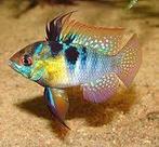 Antenne baars, in diverse variateiten, Vis