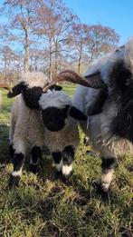Walliser Schwarznase lammeren, Dieren en Toebehoren, Schapen, Geiten en Varkens, Meerdere dieren, Schaap, 0 tot 2 jaar