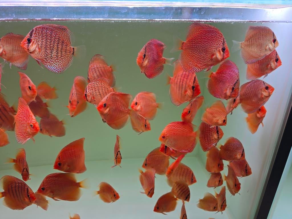 Discusvissen, Dieren en Toebehoren, Vissen | Aquariumvissen, Vis, Zoetwatervis, Schoolvis