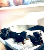 Mooie gezonde jack russel pup, Jack Russell Terriër, 8 tot 15 weken, Parvo, Meerdere