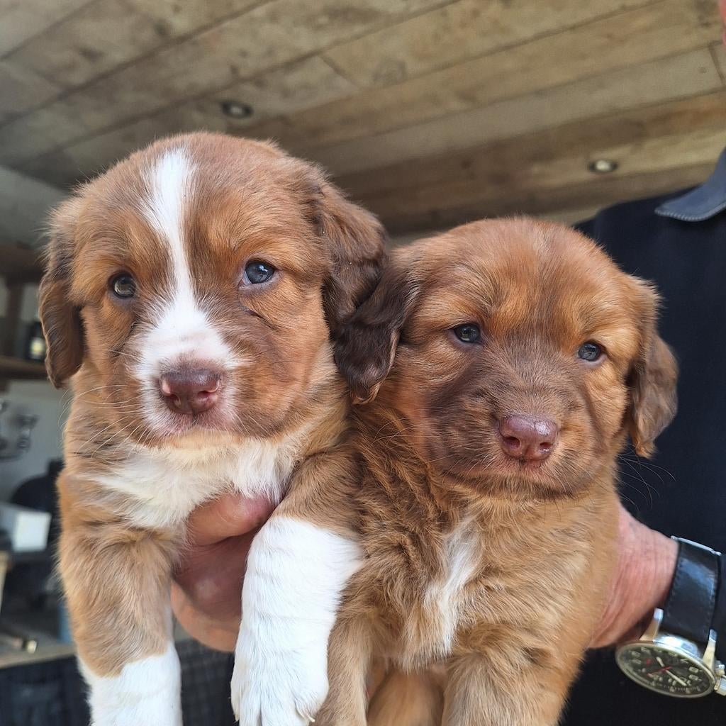Nova Scotia Duck Tolling Retriever, Overige rassen, 8 tot 15 weken, Parvo, Meerdere