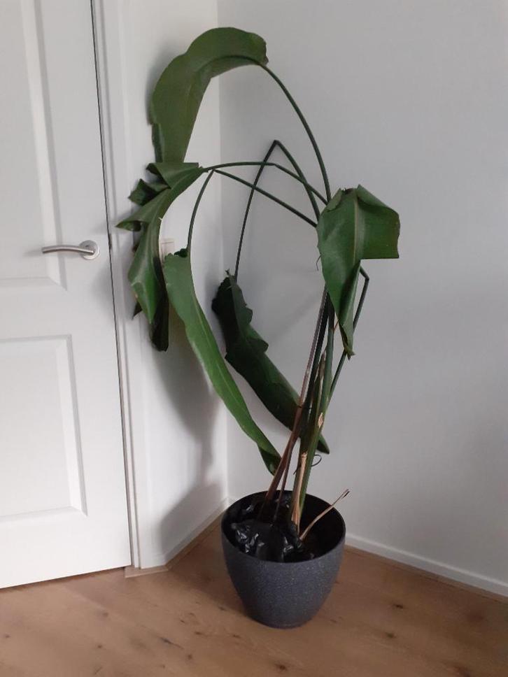 Gratis* grote Strelitzia zonder pot, Huis en Inrichting, Kamerplanten, Overige soorten, 150 tot 200 cm, Groene kamerplant, Halfschaduw