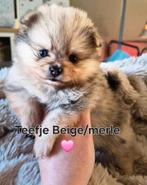 Prachtige raszuivere merle pomeranian pups, Keeshond, HCC (leverziekte), 8 tot 15 weken, Meerdere