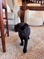 Labrador reu (fieldtrial), Parvo, Reu, 8 tot 15 weken, Labrador retriever