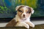 Australian Shepherd pups met stamboom (teefjes), Parvo, Nederland, 8 tot 15 weken, Meerdere