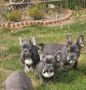 Franse bulldog pups *blue tan isabel merle*, Dieren en Toebehoren, Particulier, 15 weken tot 1 jaar, Buitenland, Parvo