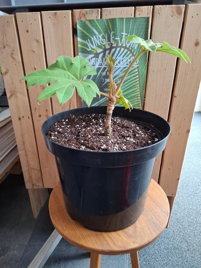 Tetrapanax papyrifera Steroidal Giant., Tuin en Terras, Planten | Tuinplanten, Ophalen of Verzenden, Zomer, Overige soorten, Volle zon