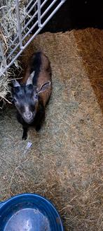 Mooie dwergbok, Mannelijk, Geit, 0 tot 2 jaar