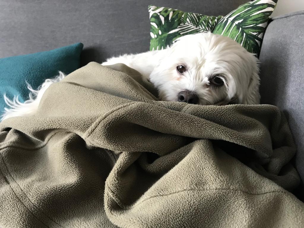 Hondenuitlaat en dierenoppas Ureterp, Dieren en Toebehoren, Ophalen of Verzenden, Nieuw