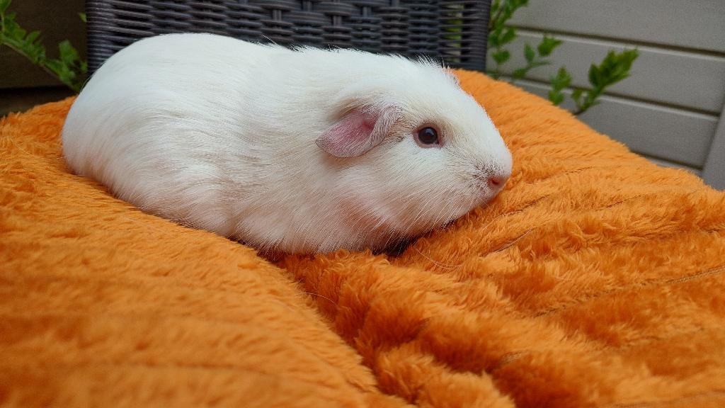 Mooi effen wit cavia beertje, leeft buiten., Dieren en Toebehoren, Knaagdieren, Mannelijk, Cavia, Januari