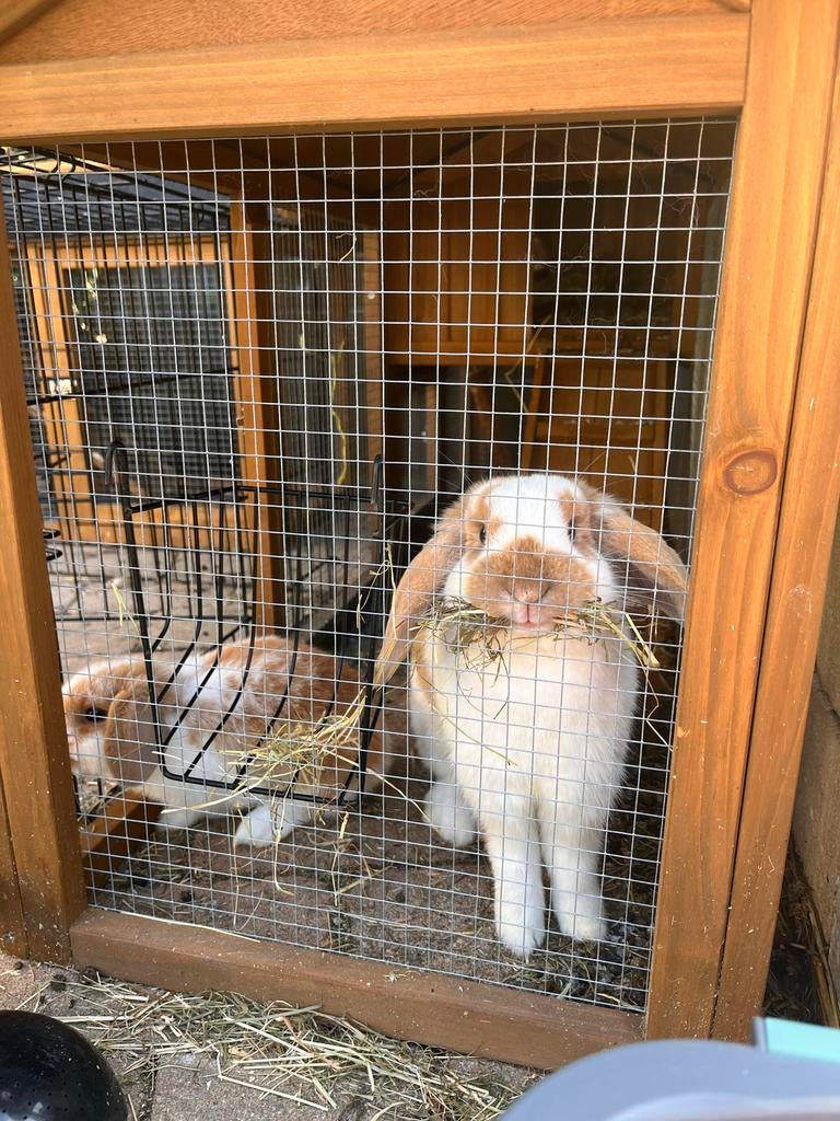 Konijn voedster + hok en benodigdheden, Vrouwelijk, Groot